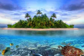 大洋中的“飞行”怪物--魔鬼鱼蝠鲼图片