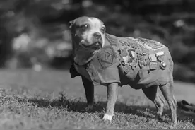 盘点战争史上这些千奇百怪的动物军团图片