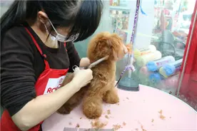 帮狗狗做一个漂亮的造型美美哒出门吧！图片