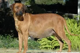 当怀孕的狗狗出现这些症状时，就说明狗狗要生了！图片