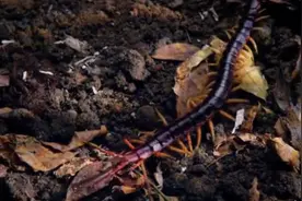 摄影师深入热带雨林实拍超大只蜈蚣，没想到随后发生的事让人胆寒图片