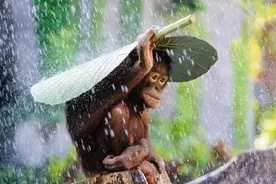 最美自然在雨中图片