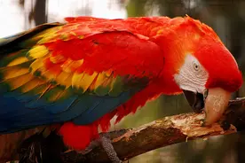 鹦鹉中的大个，金刚鹦鹉相关介绍图片