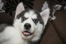 狗狗身上寄住虱子了，狗妈知道吗？图片