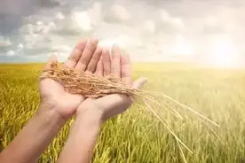 农业部：2016“粮食直补”将于6月30日之前发放图片