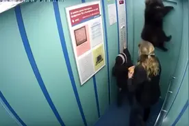 电梯门夹住狗狗牵引绳快速拉起，狗狗被吊上天花板惊恐挣扎！图片