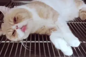 猫咪被绝育后一脸喵生无望，满脸都是泪水，看着真的好心疼！图片