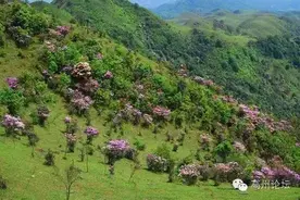 高州影友：这个五一，我们征服了鸡笼顶，看那山花烂漫！图片