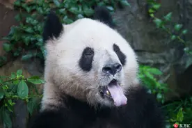 吹胃止嗝不靠谱 警惕频繁打嗝是否胃癌“上身”图片