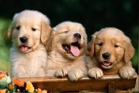 小藏獒应该如何养？这几点事项需要注意图片