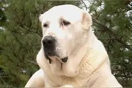 中亚内陆五国的通用国宝级神犬：中亚牧羊犬，真那么神？图片