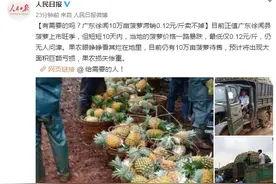 有需要的吗？广东徐闻10万亩菠萝滞销0.12元/斤卖不掉图片