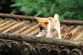 狗狗患鼻炎怎么办？图片