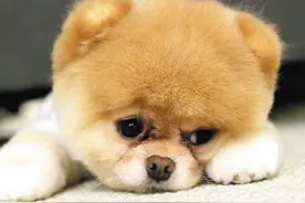 狗狗生理期基本常识以及护理方式！图片