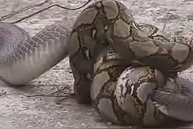 蟒蛇大战眼镜蛇，缠绕拧成麻花，胜负难分，最终胜利者竟是人类！图片