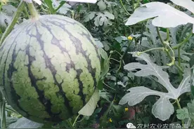 开封“老吴”的卖瓜“经”图片