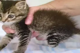 猫咪因天生没有后肢遭遗弃，它现在超可爱的模样让人动容图片