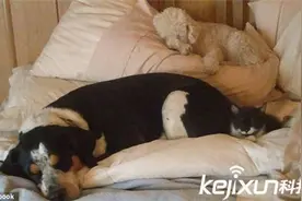 美国女子火场救爱犬被活活烧死 爱犬早已自行逃出图片