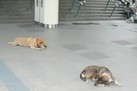 为什么学校里有那么多野猫，却很少看到野狗？这些野猫从哪里来的