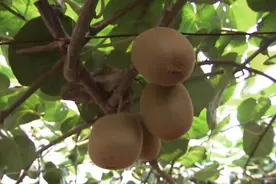 除草剂对猕猴桃树有影响吗图片