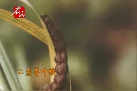 二点委叶蛾如何防治，还是要拌毒饵拌麸子