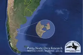 破浪而出——巴塔哥尼亚虎鲸传奇图片