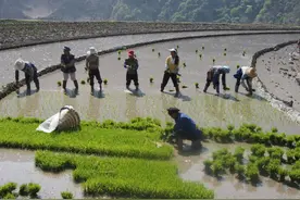 轻松筹助兔峨红软米走出大山 来到您身边图片