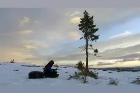 瑞典发现最老古树已有9500年 专家称：还在继续生长图片