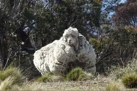 澳母羊六年未剪毛 网友：蠢萌蠢萌的图片