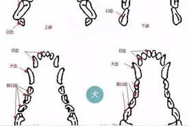 猫猫狗狗那么多牙齿，是怎么挨个儿长出来的呢？图片