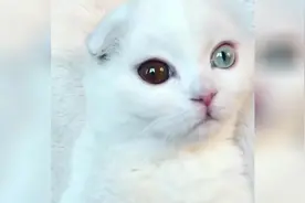 两只眼睛颜色不一样的猫咪，据说它能看到人们看不见的东西！视频封面