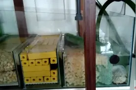鱼缸-硝化细菌-菌屋摆设方法