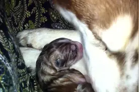 狗妈妈生宝宝实拍，过程好温馨，母爱真的很伟大