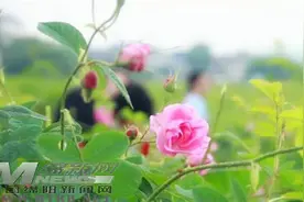 安县桑枣千亩玫瑰花开,“五一”约不约?图片
