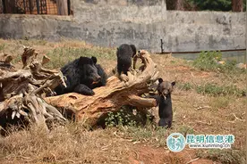 五一云南野生动物园黑熊宝宝迎客 看熊妈怎样领娃娃图片