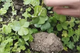 菜地里的人参，直接生吃味道鲜美