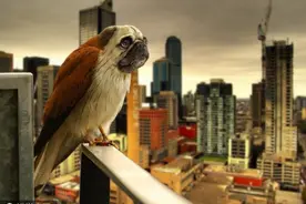 小鸟遭恶搞换上“狗头像” 无厘头混搭笑喷全场图片