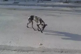 狗狗瘦到皮包骨如僵尸，获救后两个月后犹如重生图片