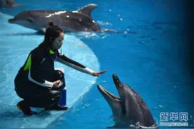 “海豚姑娘”的蓝色追梦之旅图片