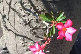 倾诉｜我家破产了，他知道了会离开我吗！图片