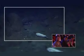 相聚中国节｜“蛟龙”下海！它拍摄到的这些深海景色，您可能从未见过······图片