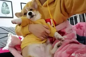 “疑索酬不成摔死小狗”女子公开道歉 这够了吗？图片