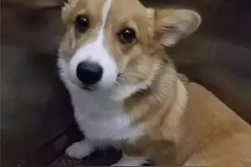 女子捡狗拒还，索酬不成将狗活活摔死！网友：做人的门槛这么低了吗？图片