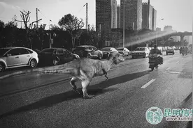 AR技术让恐龙“复活” 未来3至5年该技术或随处可见图片