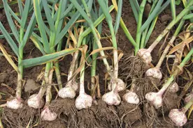 大蒜常见病虫害防治图片