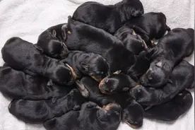 超级妈妈！英国一只罗威纳犬产下15只幼崽图片