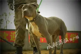 来自美国的比特犬突发重病 30多只成都狗狗前来献血相救图片