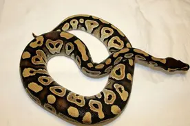 金华小伙养蟒蛇当宠物 和谐共处半年后崩溃了……图片