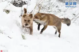 英“孤儿”小狐狸与猎犬成亲密发小 雪地里嬉闹秀友谊图片