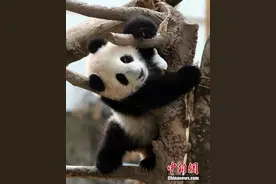 旅居大马的熊猫“靓靓”再产幼崽 目前性别未明图片